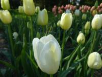 Tulipán 'Maureen' - Jednoduché pozdní tulipány (Tulipa)