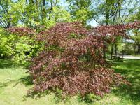 Buk lesní 'Tortuosa Purpurea' (Fagus sylvatica)