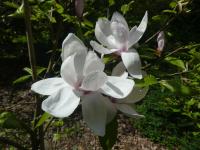 Šácholan 'Eskimo' - větévka s květem (Magnolia hybrida)
