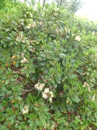 Pěnišník 'Brasilia' (Rhododendron)