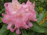Pěnišník 'Diana' (Rhododendron)