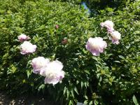 Pivoňka čínská 'English Princess' (Paeonia lactiflora)