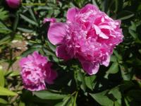 Pivoňka čínská 'Blue Bird' (Paeonia lactiflora)