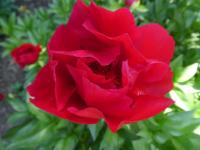 Pivoňka čínská 'Blaze' (Paeonia lactiflora)