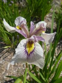 Kosatec 'Samon' - skupina Pseudata (Iris)