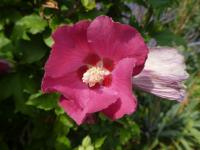 Ibišek syrský 'Woodbridge' (Hibiscus syriacus)