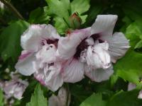 Ibišek syrský 'Lady Stanley' (Hibiscus syriacus)