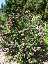 Ibišek syrský 'Boule de Feu' (Hibiscus syriacus)