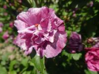 Ibišek syrský 'Boule de Feu' (Hibiscus syriacus)