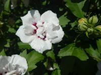 Ibišek syrský 'Speciosus' (Hibiscus syriacus)
