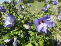 Ibišek syrský 'Blue Bird' (Hibiscus syriacus)