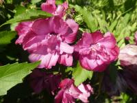 Ibišek syrský 'Puniceus Plenus' (Hibiscus syriacus)