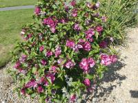 Ibišek syrský 'Puniceus Plenus' (Hibiscus syriacus)