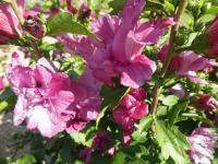 Ibišek syrský 'Puniceus Plenus' (Hibiscus syriacus)