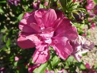 Ibišek syrský 'Puniceus Plenus' (Hibiscus syriacus)