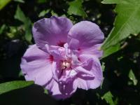 Ibišek syrský 'Caeruleus Plenus' (Hibiscus syriacus)