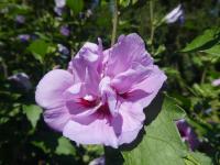 Ibišek syrský 'Caeruleus Plenus' (Hibiscus syriacus)