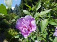 Ibišek syrský 'Caeruleus Plenus' (Hibiscus syriacus)