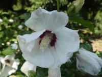 Ibišek syrský 'Red Heart' (Hibiscus syriacus)