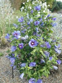 Ibišek syrský 'Marina' (Hibiscus syriacus)