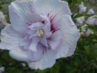Ibišek syrský 'China Chiffon' (Hibiscus syriacus)