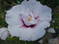 Ibišek syrský 'China Chiffon' (Hibiscus syriacus)