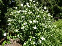 Ibišek syrský 'White Chiffon' (Hibiscus syriacus)