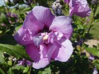 Ibišek syrský 'Violet Clair Double' (Hibiscus syriacus)