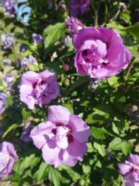 Ibišek syrský 'Violet Clair Double' (Hibiscus syriacus)