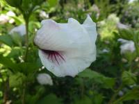 Ibišek syrský 'Monstrosus' (Hibiscus syriacus)