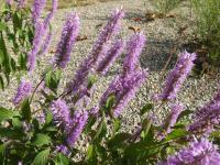 Klasnatka Stauntonova (Elsholtzia stauntonii)