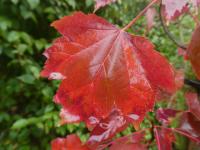 Javor červený 'Brandywine' - podzimní list (Acer rubrum)