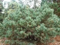 Borovice lesní 'Hibernia' (Pinus sylvestris)