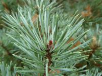 Borovice lesní 'Hibernia' - jehlice (Pinus sylvestris)