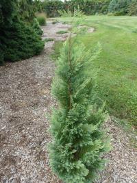 Cypřišek Lawsonův 'Yellow Transparent' (Chamaecyparis lawsoniana)