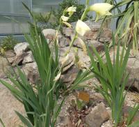 Mečík (Gladiolus dalenii)