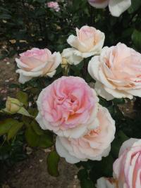 Růže 'Souvenir de Baden-Baden' - Velkokvěté růže (Rosa)