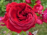 Růže 'Rotkäppchen' - Mnohokvěté růže (Rosa)
