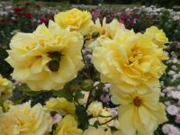 Růže 'Sterntaler' - Velkokvěté růže (Rosa)