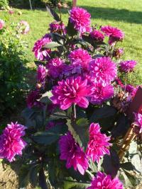 Jiřinka 'Marcel Dassault' - Dekorační jiřinky (Dahlia)