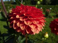 Jiřinka 'Brown Sugar' - Kulovité jiřinky (Dahlia)