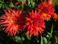 Jiřinka 'Cheyenne' - Kaktusovité jiřinky (Dahlia)