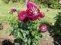 Jiřinka 'Embassy' - Dekorační jiřinky (Dahlia)