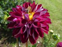 Jiřinka 'Embassy' - Dekorační jiřinky (Dahlia)
