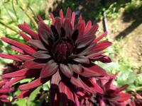 Jiřinka 'Black Narcissus' - Kaktusovité jiřinky (Dahlia)