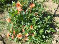 Jiřinka 'Orange Pygmy' - Semikaktusovité jiřinky (Dahlia)