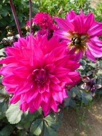 Jiřinka 'Engelhardt's Matador' - Dekorační jiřinky (Dahlia)
