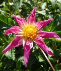 Jiřinka 'Fancy Pants' - Orchideokvěté jiřinky (Dahlia)
