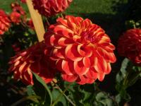 Jiřinka 'Jescot Lingold' - Dekorační jiřinky (Dahlia)