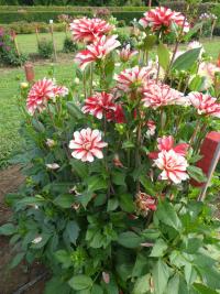 Jiřinka 'Dynamite' - Dekorační jiřinky (Dahlia)